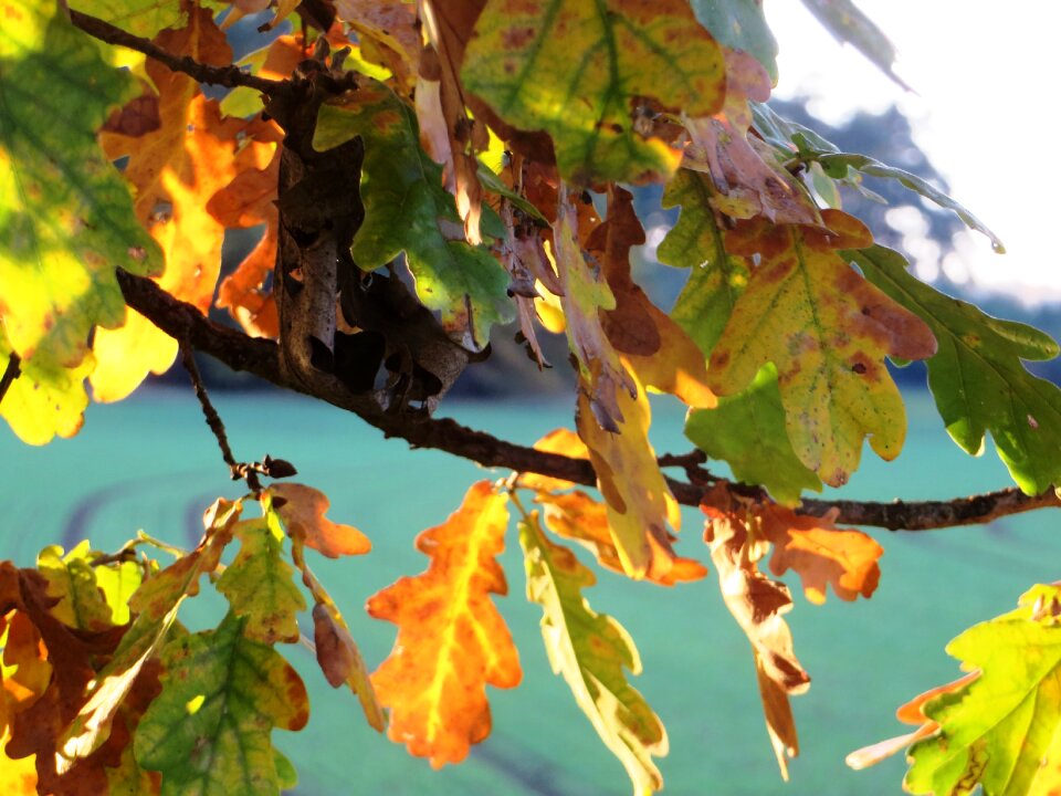 Leaves golden autumn fall color
