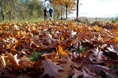 Walk colors brown photo