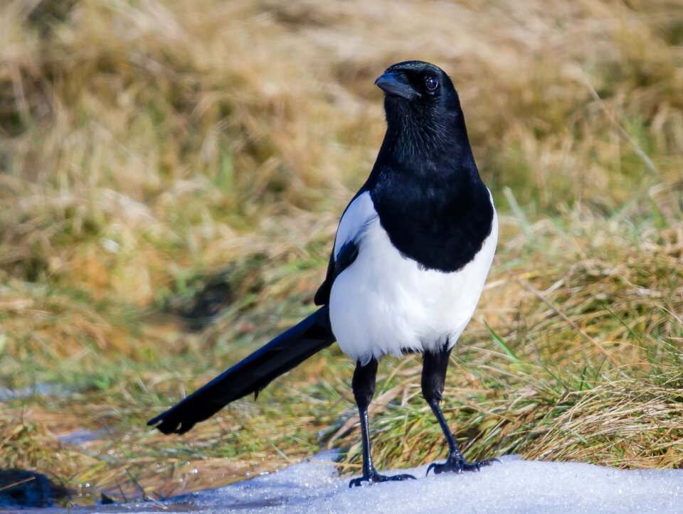 Animal outdoors magpie