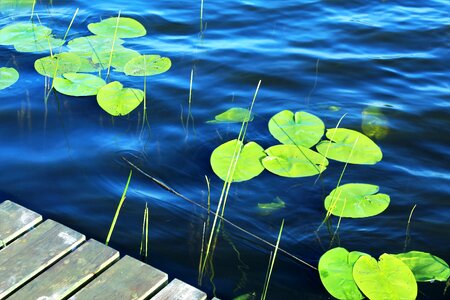 Pond dock nature