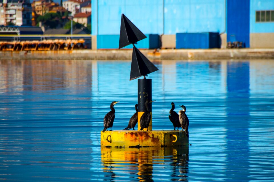 Water bird cormorant water