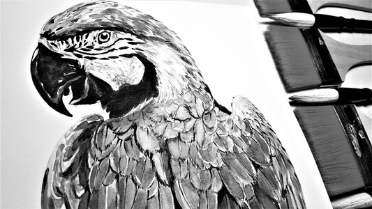 Animal nature bird