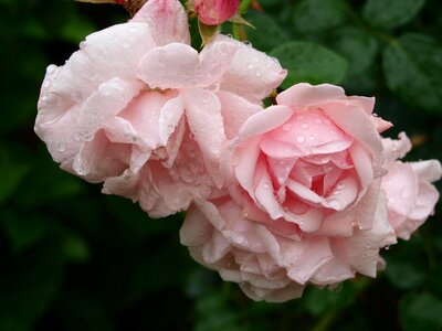 Drip rain summer