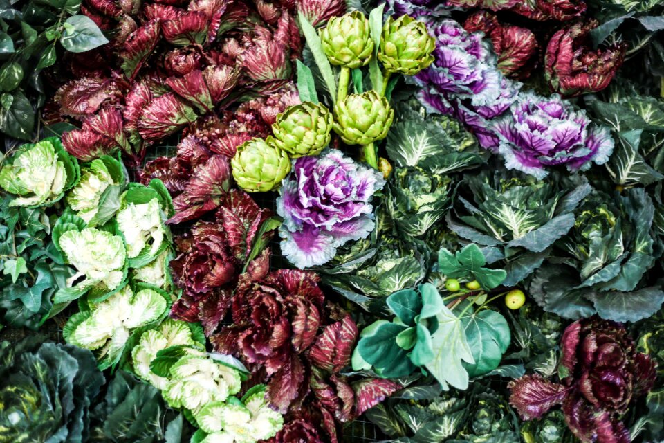 Colorful herbal plants