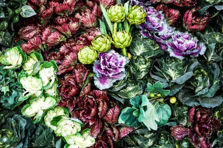Colorful herbal plants
