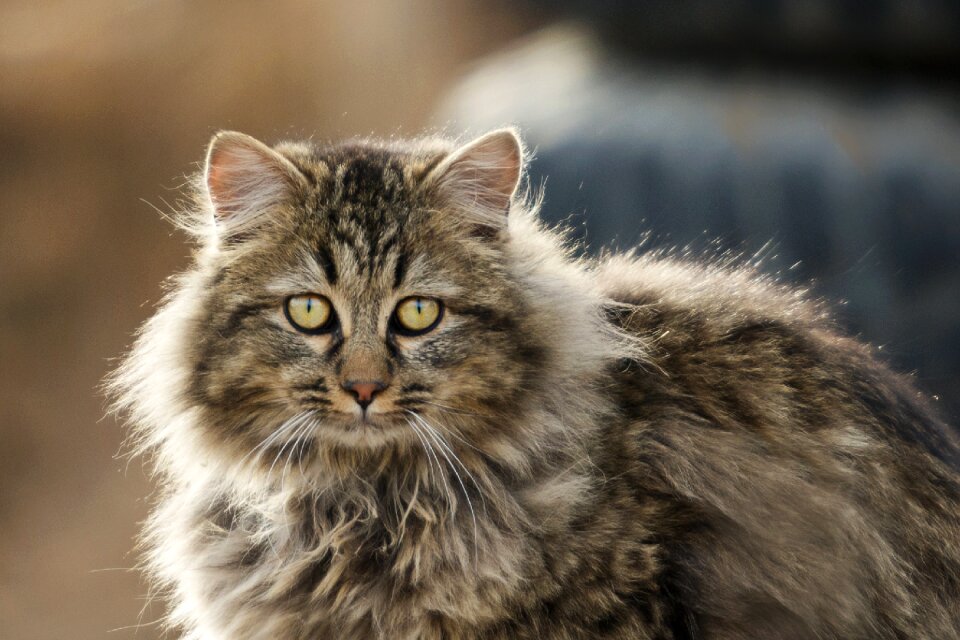 Cute cat nature