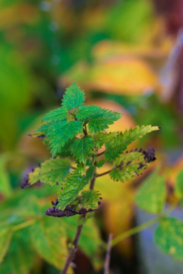 Autumn moss nature