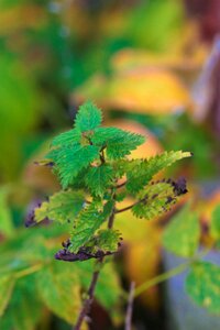 Autumn moss nature