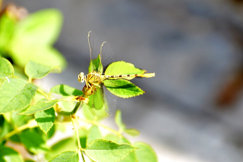 Nature nectar gray dragon
