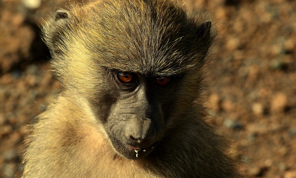 Africa animal nature