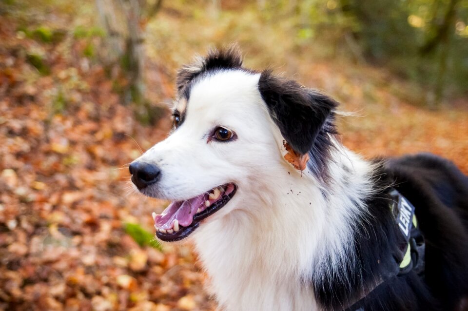 Domestic animal australian shepherd australian photo