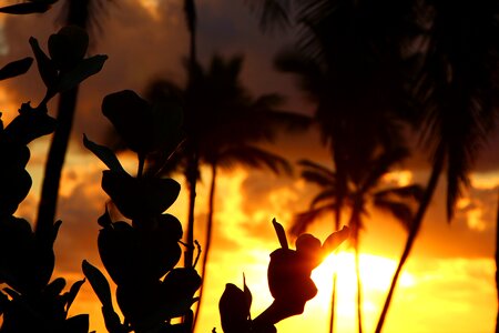 Sunset silhouette island