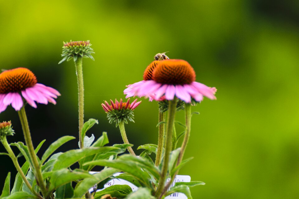 Movement summer nature