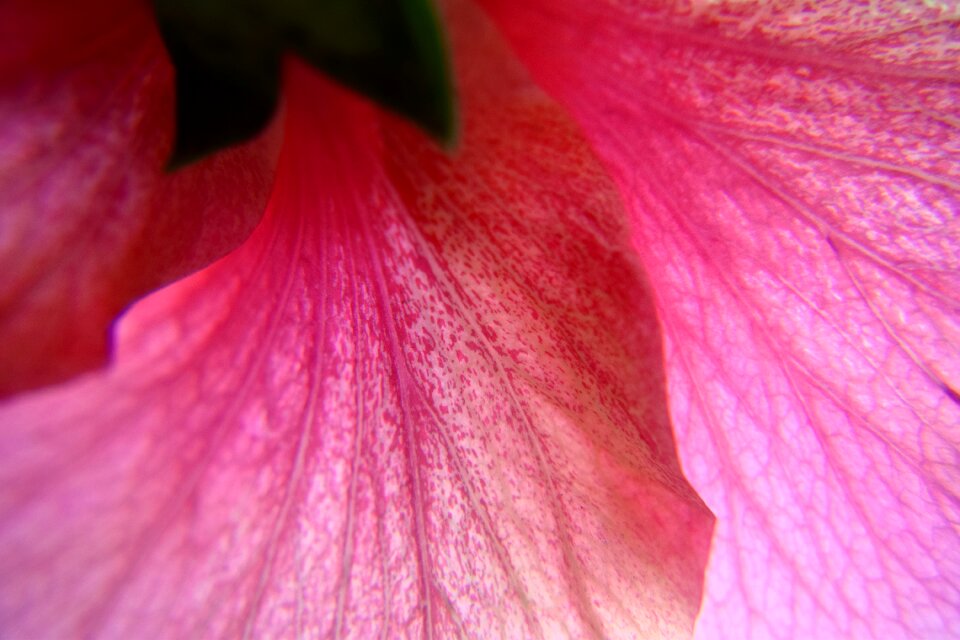 Petals macro nature