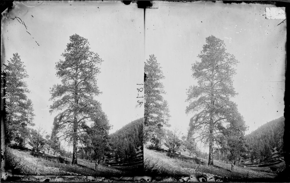YELLOW PINE, TIMBER TREE OF HIGH PLATEAUS IN UTAH, ARIZONA & NEW MEXICO, COLORADO RIVER - NARA - 524009