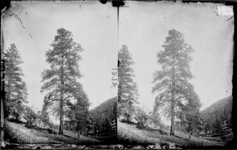YELLOW PINE, TIMBER TREE OF HIGH PLATEAUS IN UTAH, ARIZONA & NEW MEXICO, COLORADO RIVER - NARA - 524009