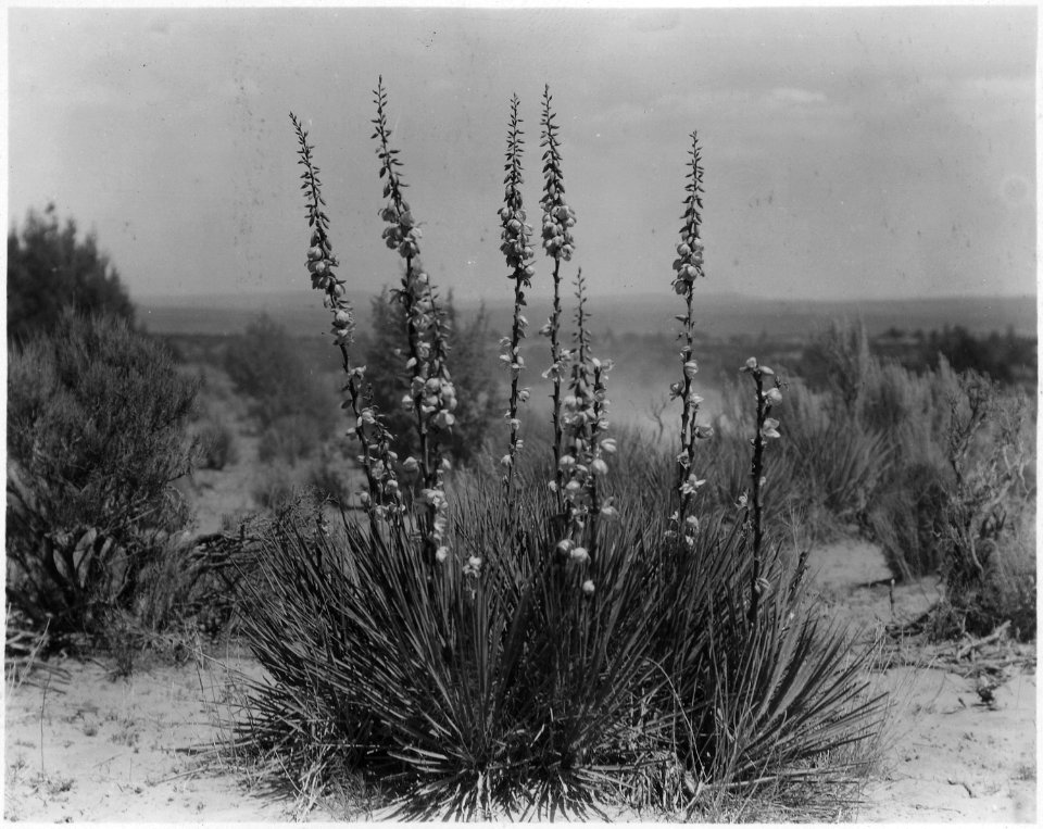 Yucca near Mt. Carmel, Utah. - NARA - 520521