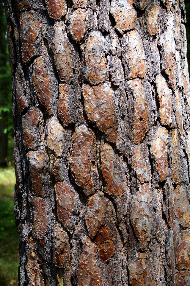 Tree bark evergreen tree pine