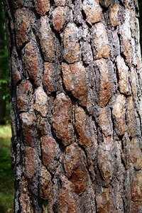 Tree bark evergreen tree pine photo
