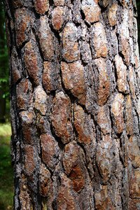 Tree bark evergreen tree pine