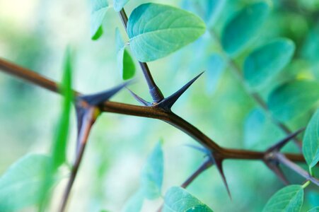Green nature thorny