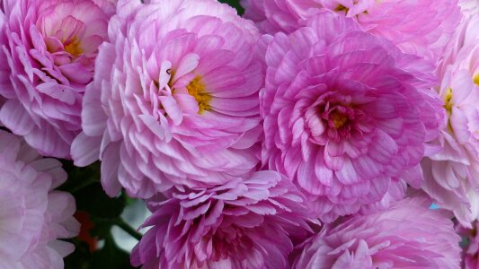 Bloom pink flower garden