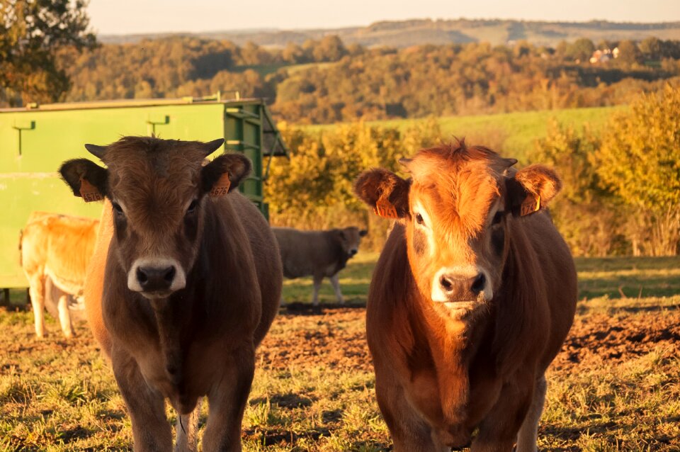 Aubrac cattle agriculture