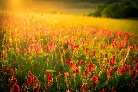 Flower field plant