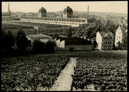 Zielona Gora, fabryka tkacka z winnicy miejskiej 1949 (39503420)