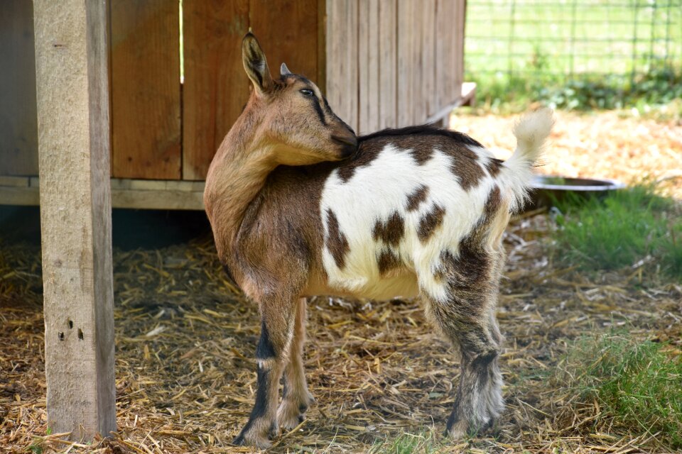Cabris goats biquette