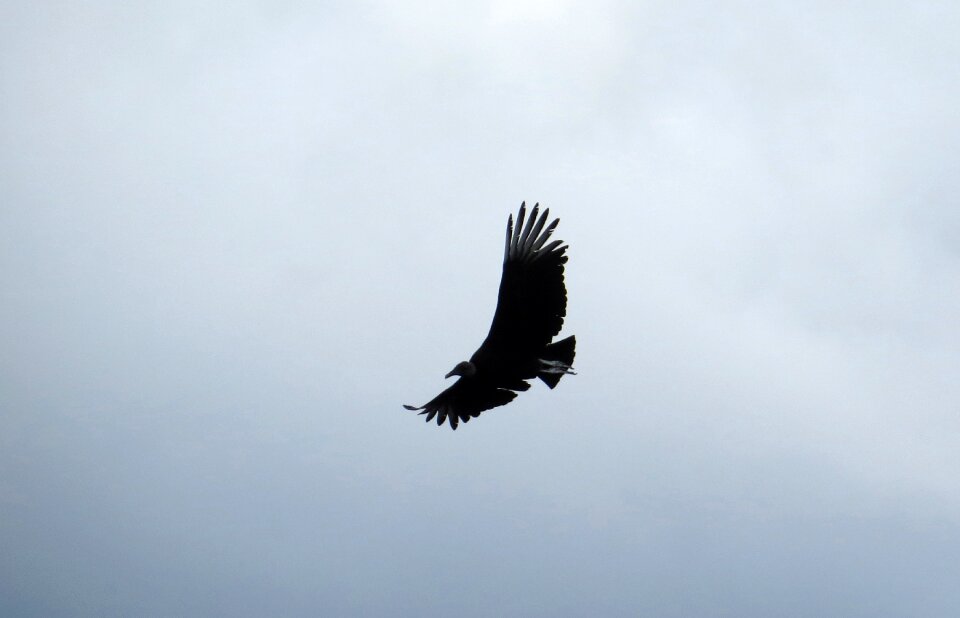 Flight gallinazo bird