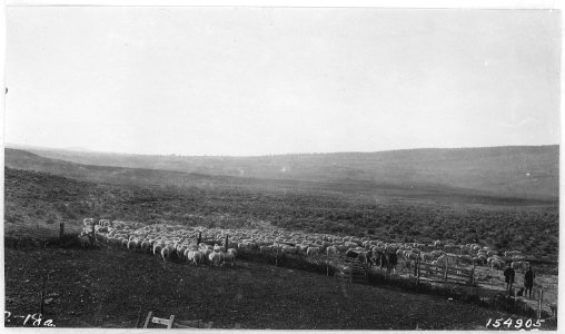 Zogleman Sheep Leaving Corral During Lambing, Egypt Valley, Snow Mountain, Ochoco Forest, 1919. - NARA - 299143 photo