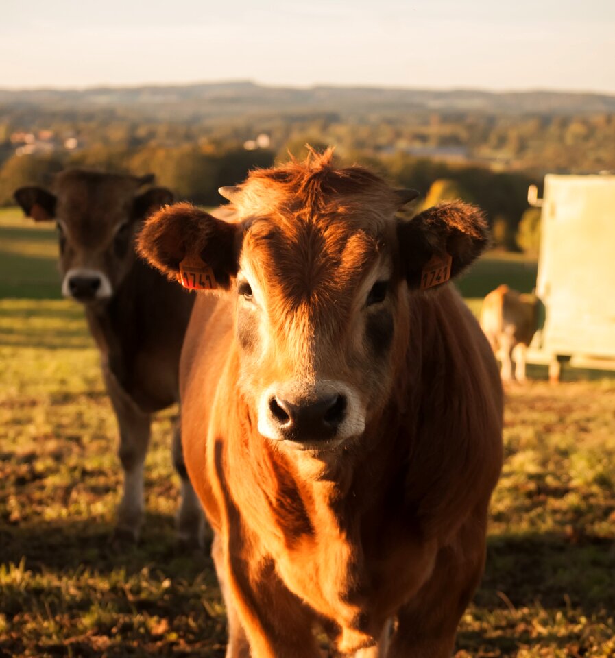 Aubrac cattle agriculture