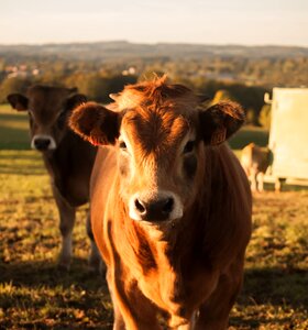 Aubrac cattle agriculture