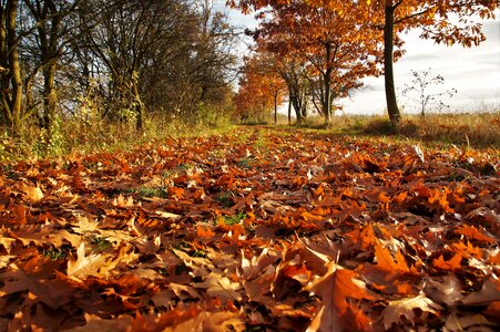 Golden autumn path autumn colors