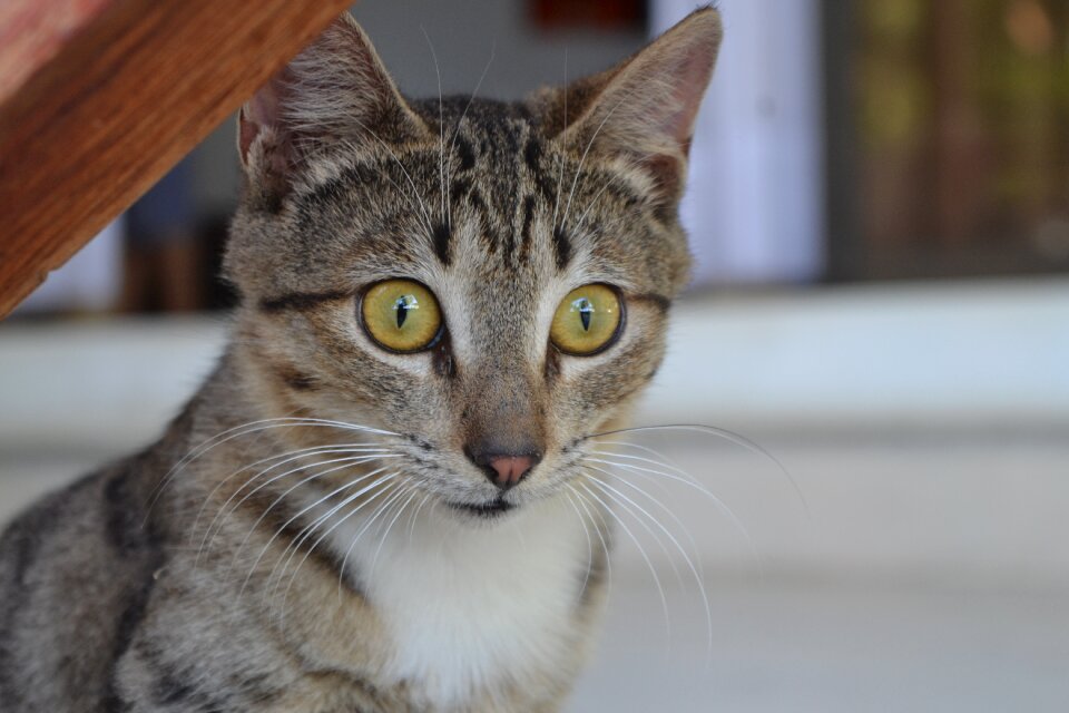 Cat portrait small