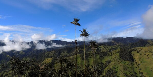 Salento palm wax cordillera