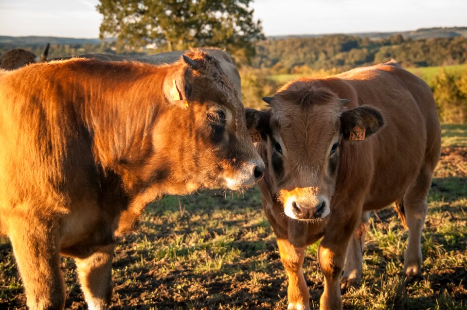 Aubrac cattle agriculture