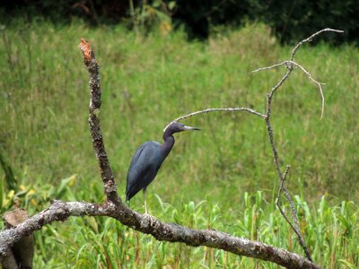 Ave bird heron osprey