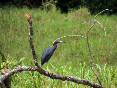 Ave bird heron osprey photo