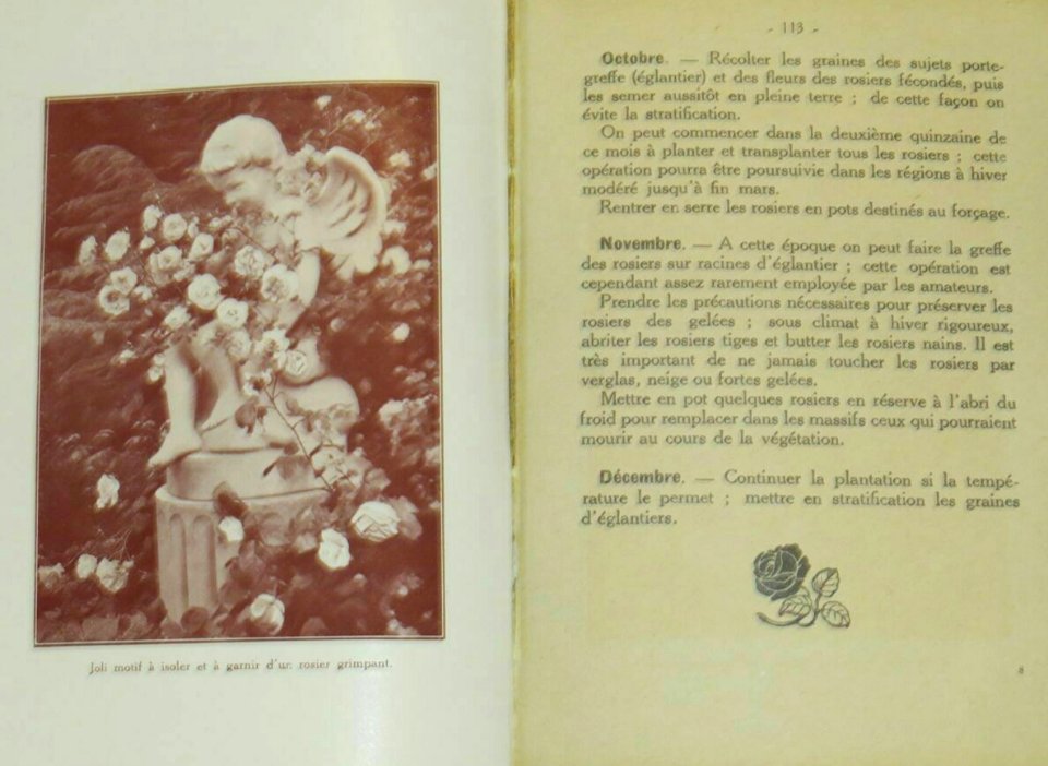 À propos de roses 63