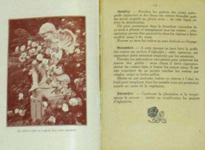 À propos de roses 63
