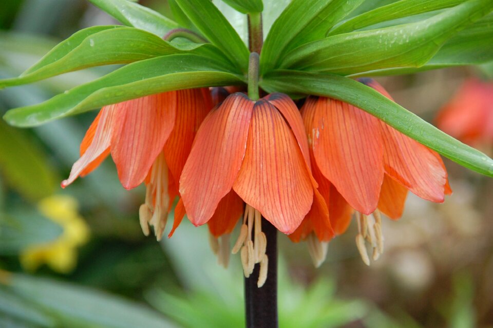 Plant orange blossom flower