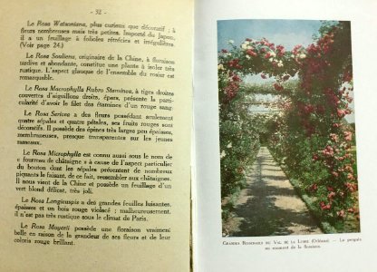 À propos de roses 2