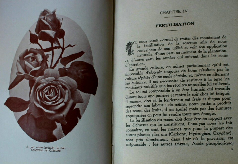 À propos de roses 6