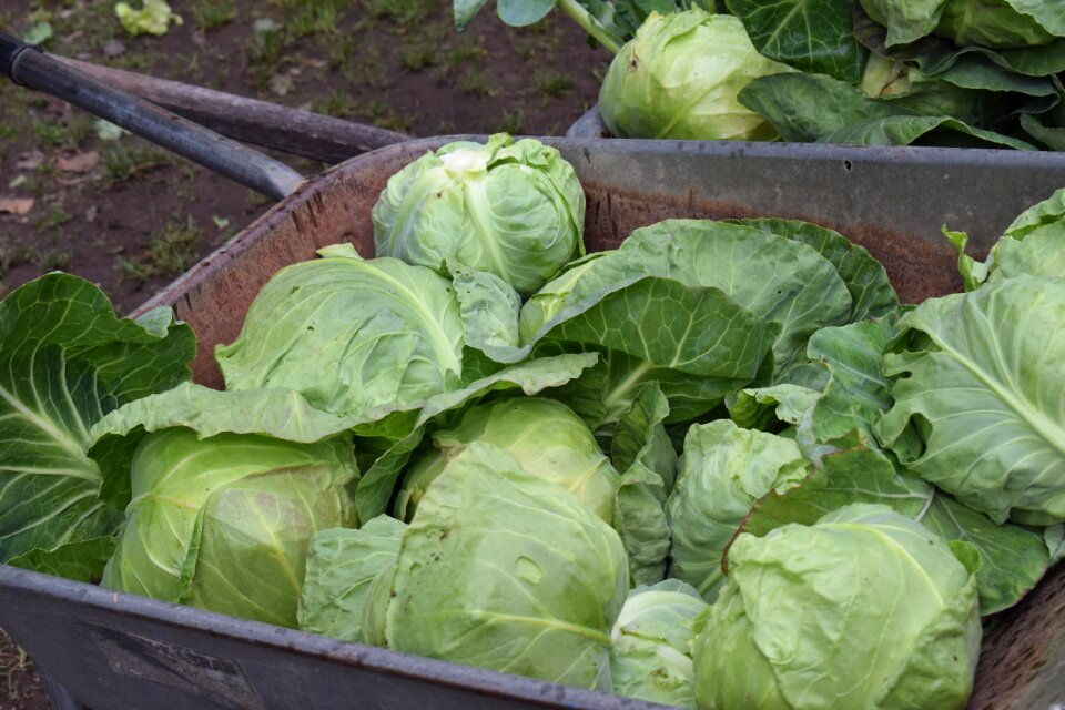 Vegetables fresh vegetables vegetarian
