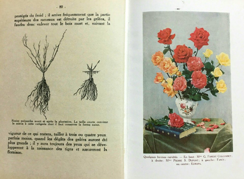 À propos de roses 3