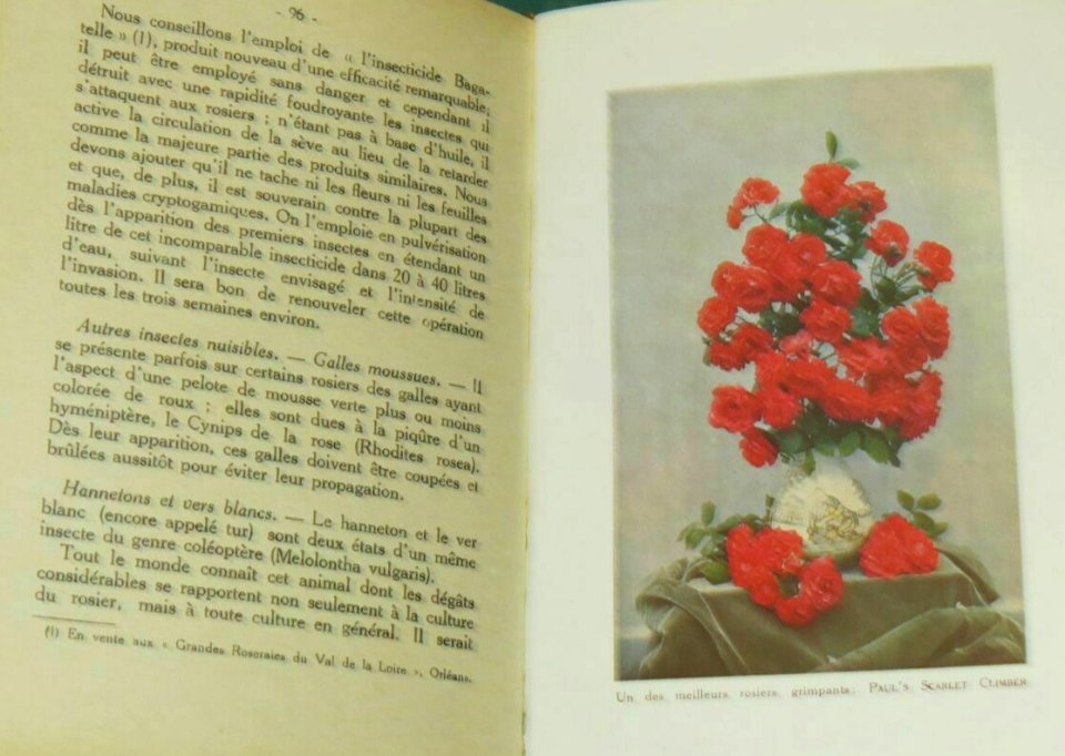 À propos de roses 32