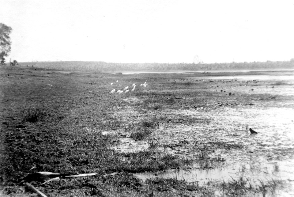 Ägretthägrar vid stranden av sjön Kinkony, NV Madagaskar. Kinkony - SMVK - 001678