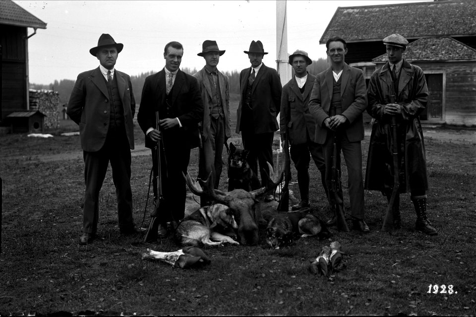 Älgjakt. Jägare med hundar bredvid jakttroféer. Bodums socken, Ångermanland - Nordiska Museet - NMA.0040969
